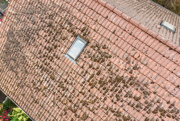 Tag med synlige alger og slid – eksempel på vurdering ved byggeteknisk gennemgang